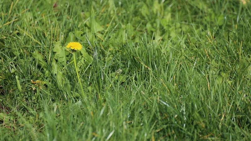 lawn weed removal WB Landscape Services